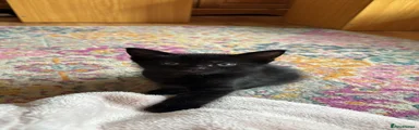 Domestic Shorthair Kitten 1