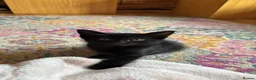 Domestic Shorthair cats for sale: Kittens for sale in Guildford - Advert 3