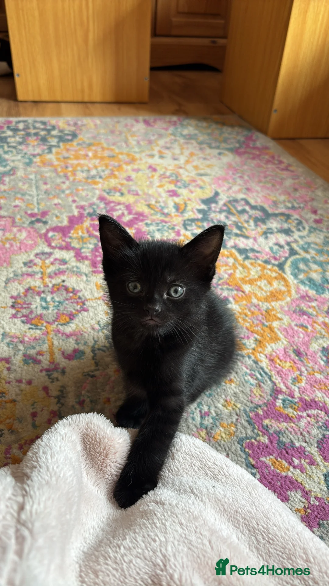 Domestic Shorthair cats for sale: Kittens for sale in Guildford - Advert 3