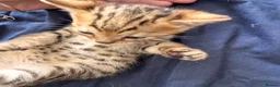 Bengal cats for sale: Really stunning bengal litter  - Advert 12