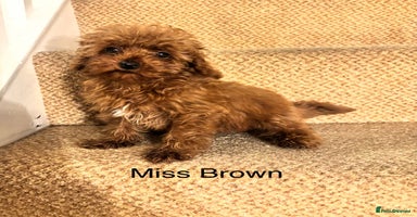 Cavapoo dogs - Advert 15