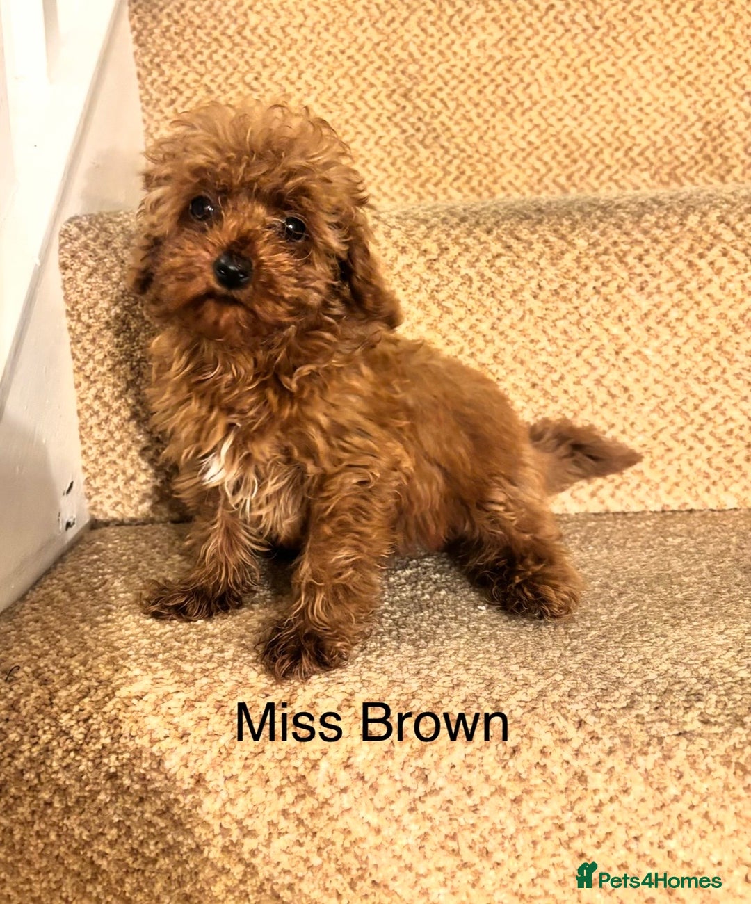 Cavapoo dogs for sale: Final X1 Female F1b Cavapoo puppy remaining  - Advert 2