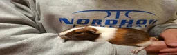 Guinea Pig rodents for sale: Young Female Guinea Pigs - Advert 3