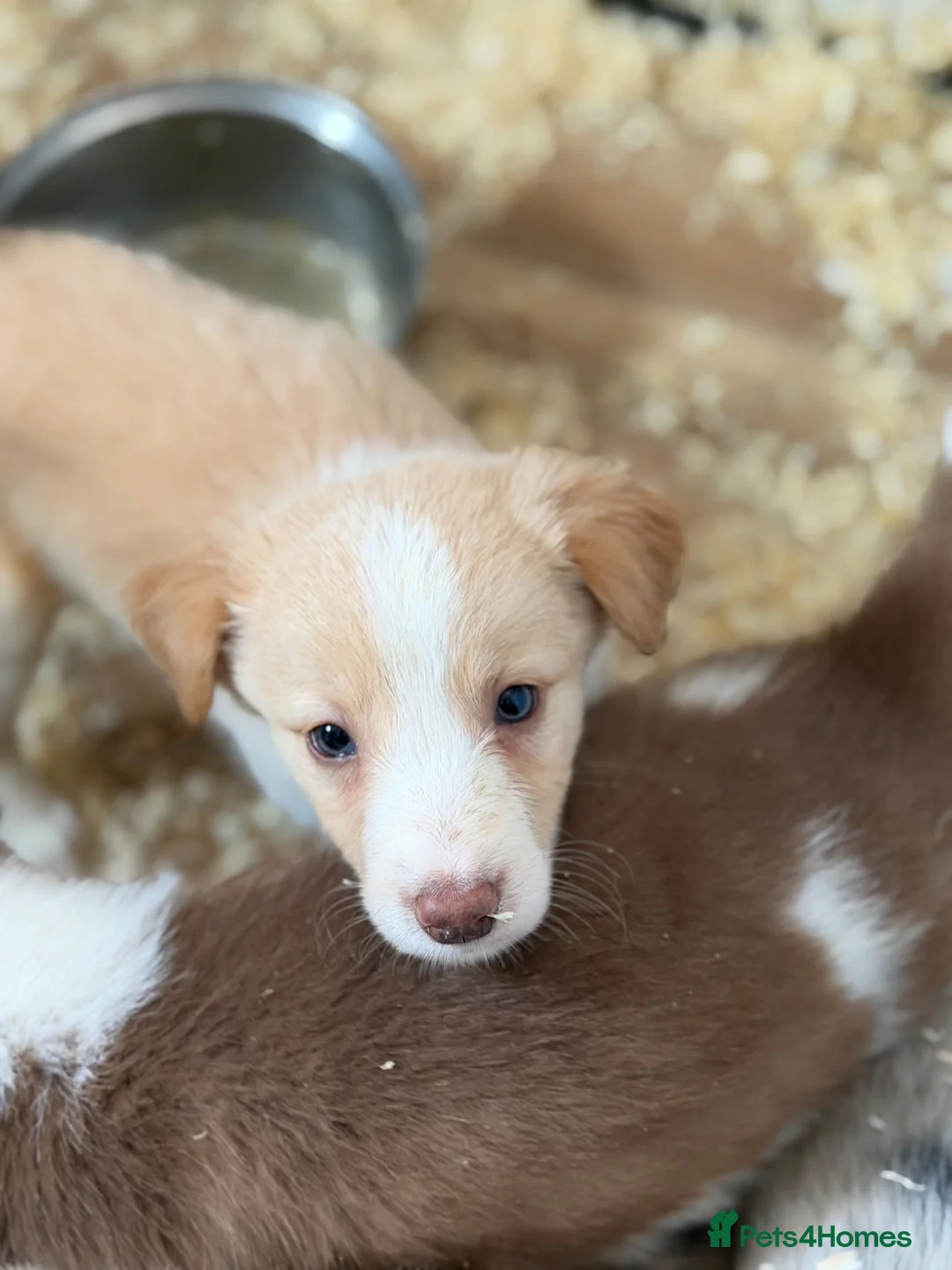 Border Collie dogs for sale: Rare coloured Border Collie Puppies for sale - Advert 19