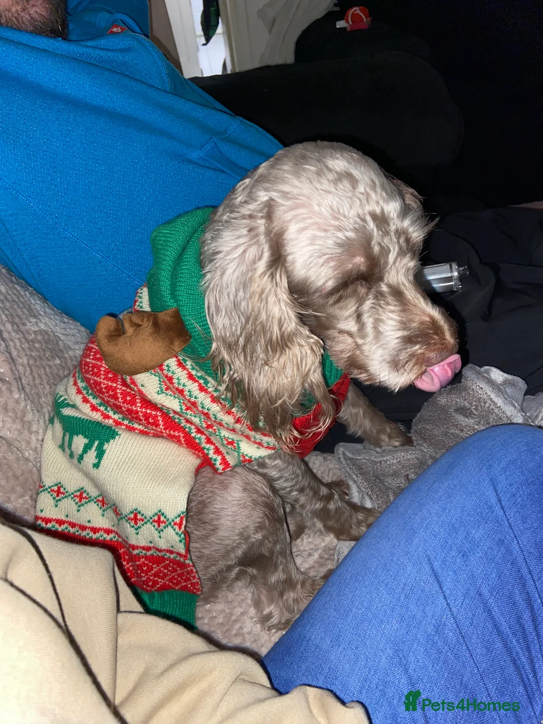 Cockapoo dogs for stud: *FOR STUD* Male Cockapoo - Advert 7