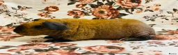 Guinea Pig rodents for sale: Stunning pedigree skinny pig and werewolf brothers - Advert 4