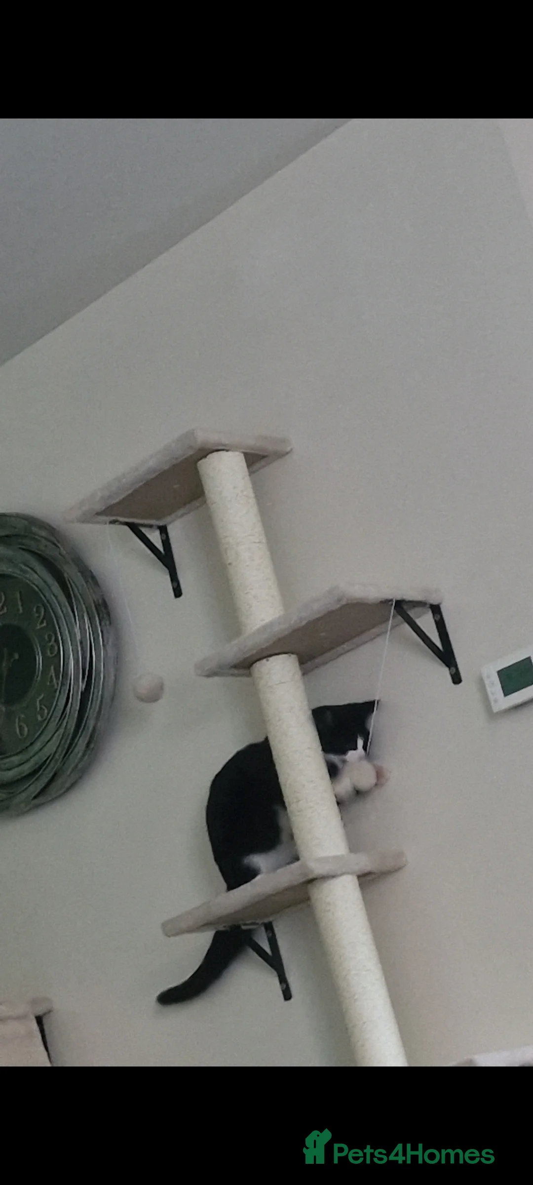 Mixed Breed cats for sale: Male cat - Advert 2