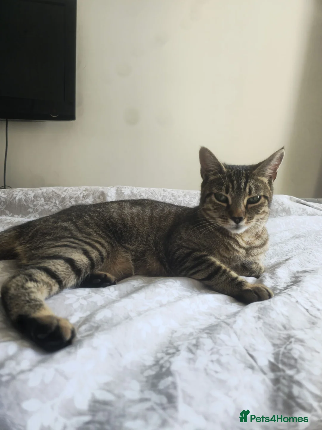 Bombay cats for sale: Female tabby kittens - Advert 5