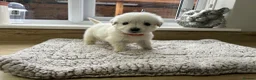 Golden Retriever dogs for sale: Our beautiful golden retriever pups - Advert 25
