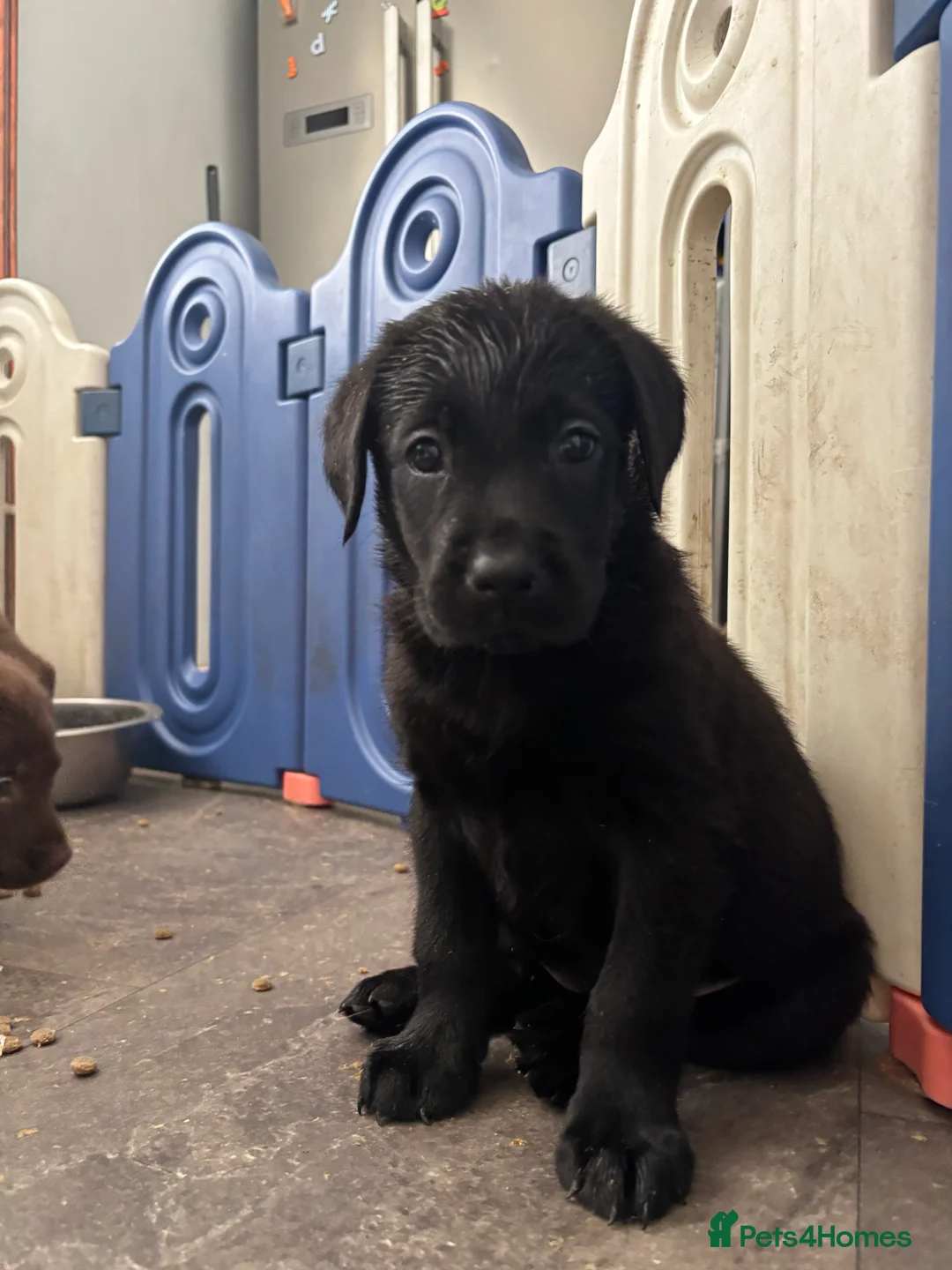 Labrador Retriever dogs for sale: Labrador puppies  - Advert 7
