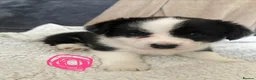 Welsh Corgi Cardigan dogs for sale: Three stunning puppies of Welsh Corgi Cardigan - Advert 7