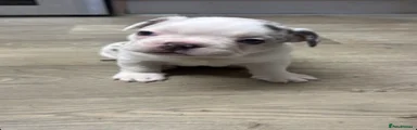 French Bulldog 2