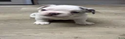 French Bulldog dogs for sale: Male white and black with blue eyes  - Advert 2