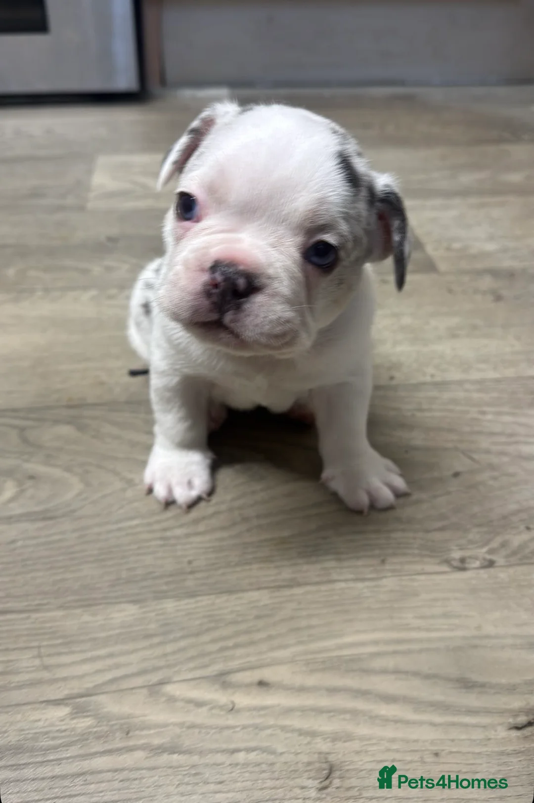 French Bulldog dogs for sale: Male white and black with blue eyes  - Advert 2