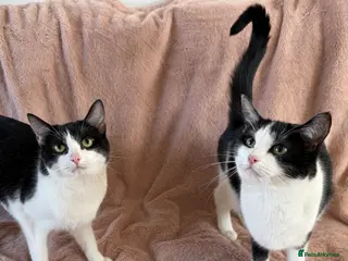 Domestic Shorthair cats Gorgeous Tuxedo Sisters – Must Go Together - Advert 3