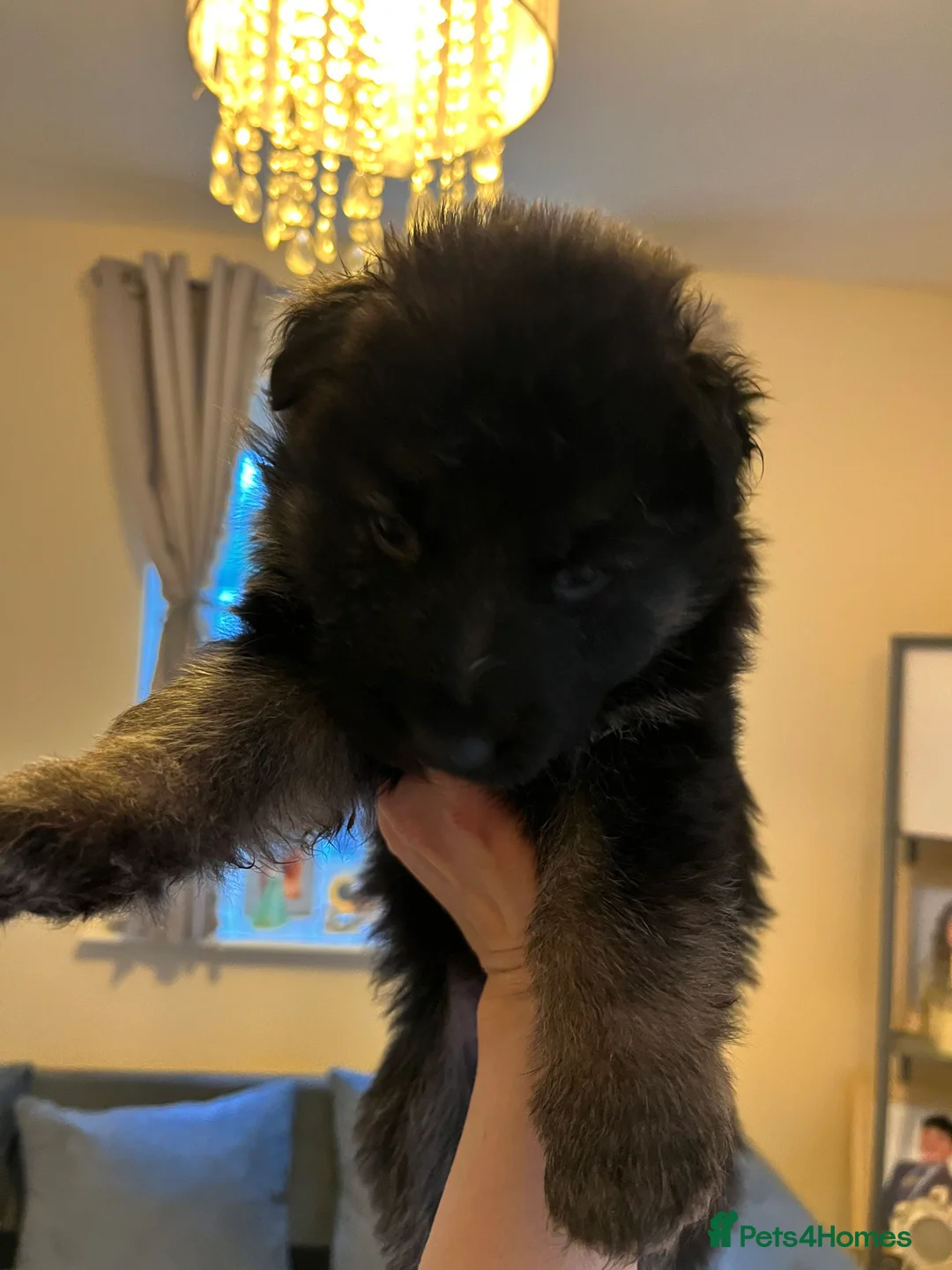 German Shepherd dogs for sale: German shepherd puppies  - Advert 8