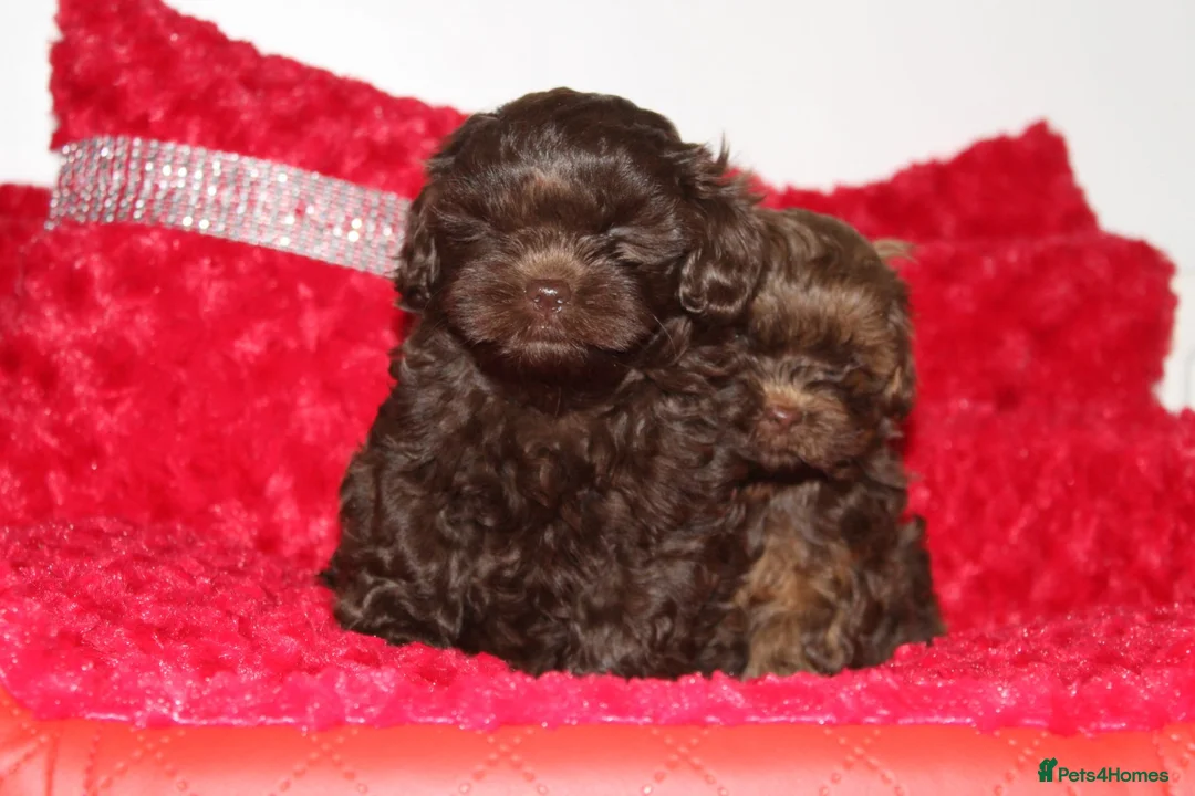 Shihpoo dogs for sale: Shih poo puppy’s  - Advert 17