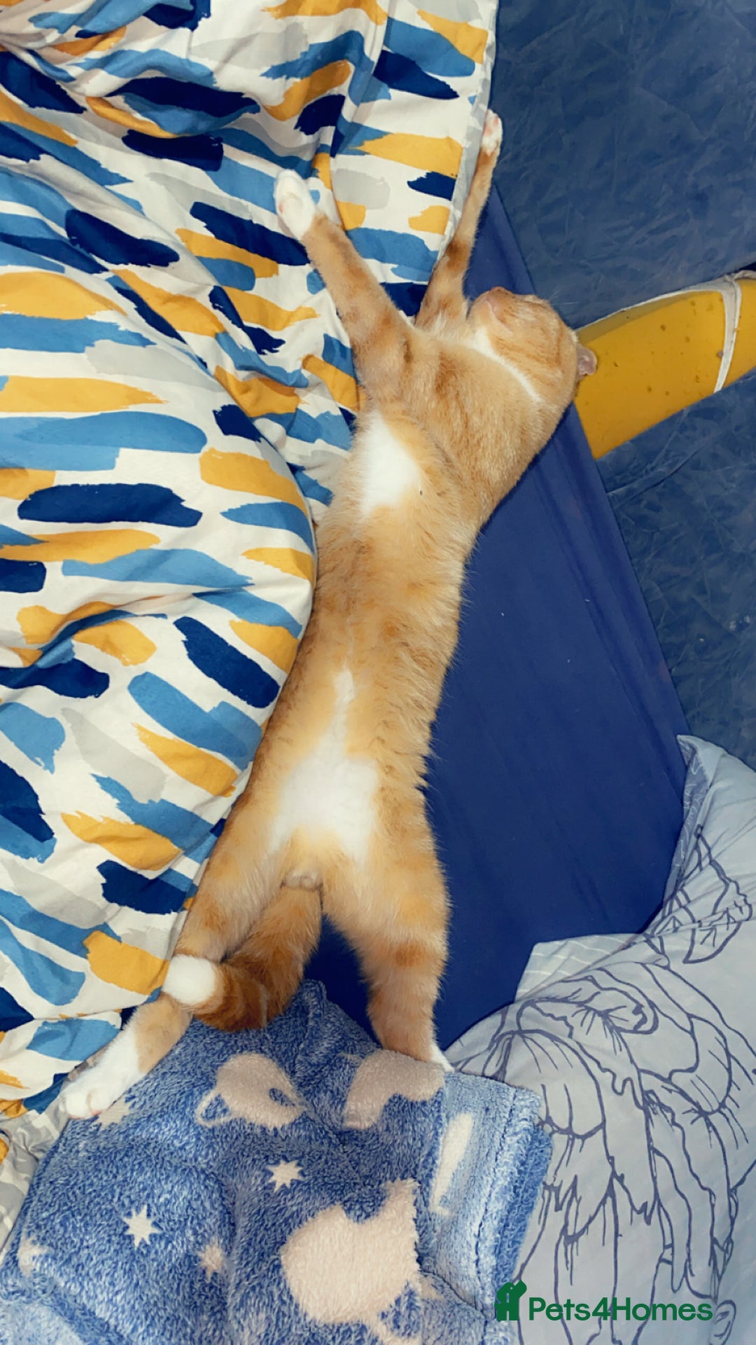 Scottish Fold cats for sale: Male scottish fold - Advert 3