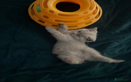 British Shorthair cats for sale: British Shorthair Kittens - Ready in 3 Weeks! - Image 6