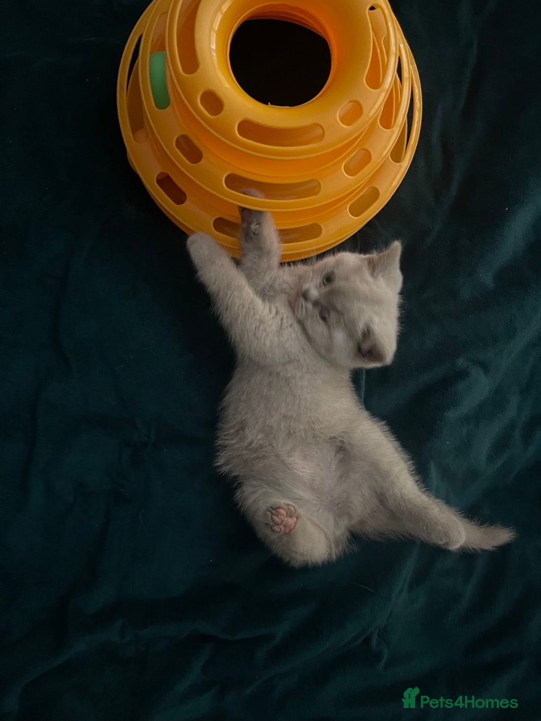 British Shorthair cats for sale: British Shorthair Kittens - Ready in 3 Weeks! - Image 6