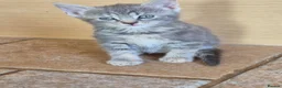 Mixed Breed cats for sale: Pretty and playful kittens ready for forever homes - Advert 6