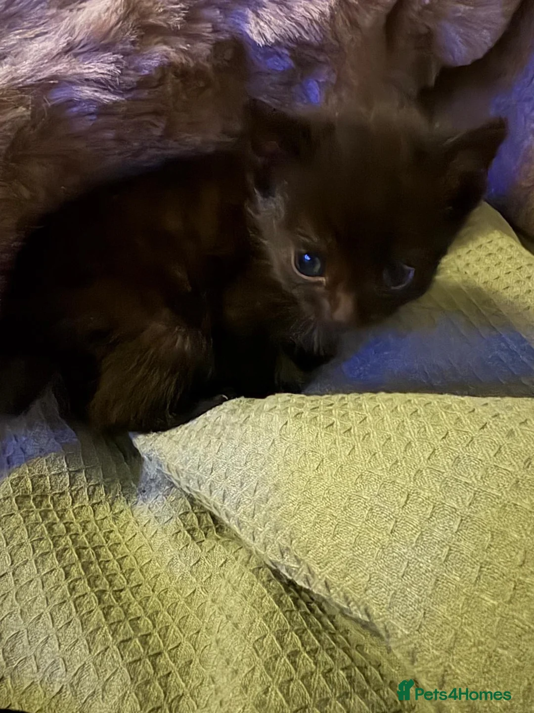 Mixed Breed cats for sale: Two Kittens  - Advert 2