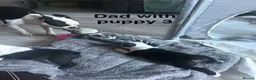 Boston Terrier dogs for sale: Beautiful Boston Terriers  in Camborne - Advert 9