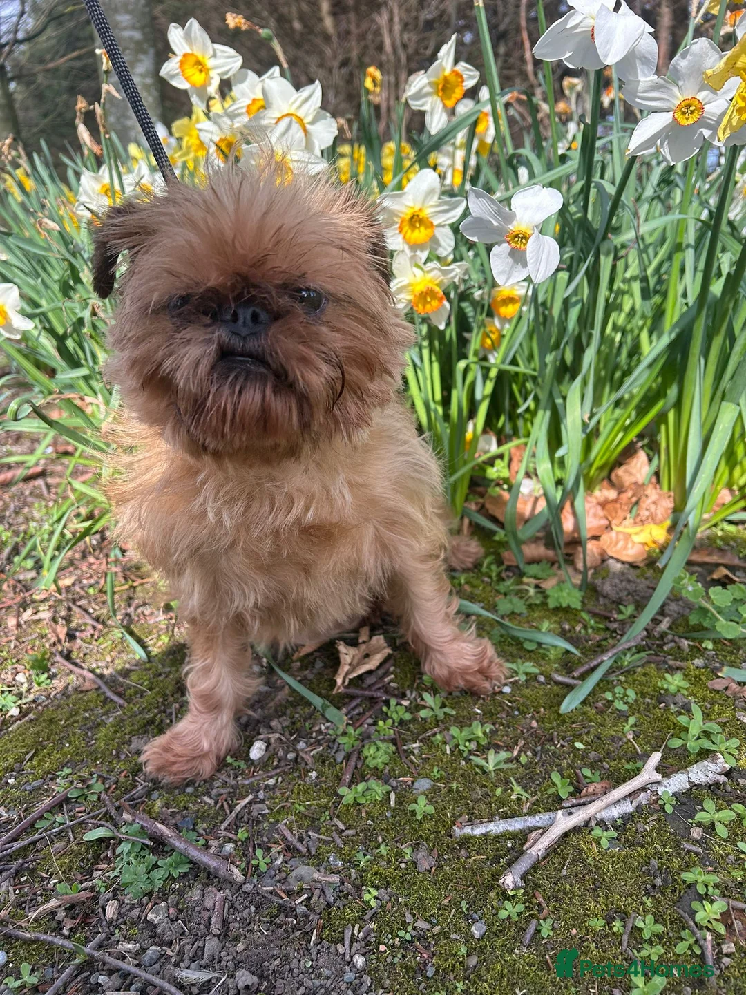 Griffon Bruxellois dogs for sale: Super Friendly Griffon Girl - Advert 2