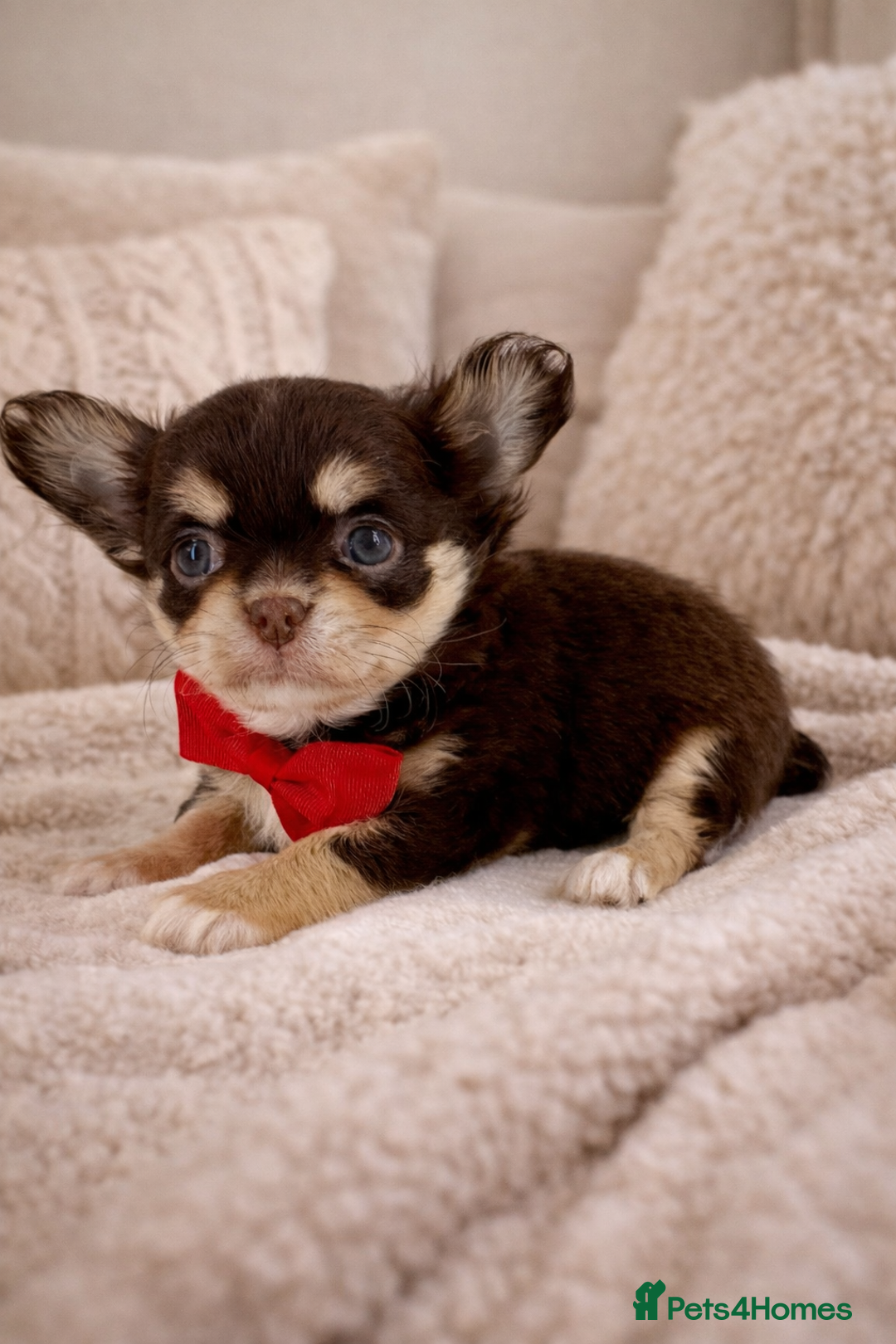 Chihuahua dogs for sale: ✨ Exceptional Chihuahua Puppies Forever 🏡 Only💖 - Advert 3
