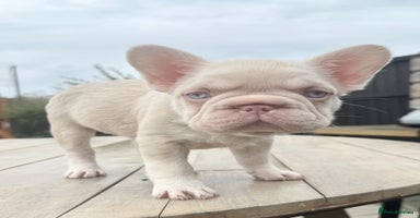 French Bulldog dogs - Advert 3