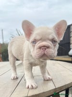 French Bulldog dogs - Advert 3