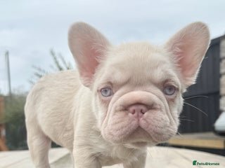 French Bulldog dogs - Advert 17
