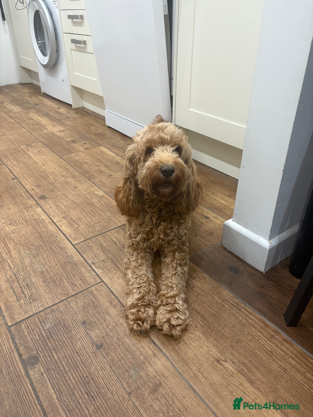 Cockapoo dogs for sale: Gorgeous Litter  - Advert 1