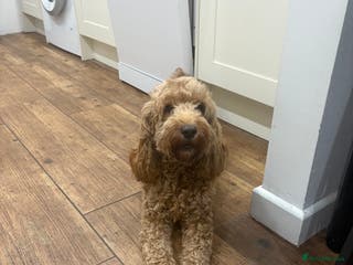 Cockapoo dogs Gorgeous Litter - Advert 9