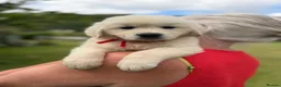 Golden Retriever dogs for sale: KC Cream litter from great health tested parents  - Advert 11