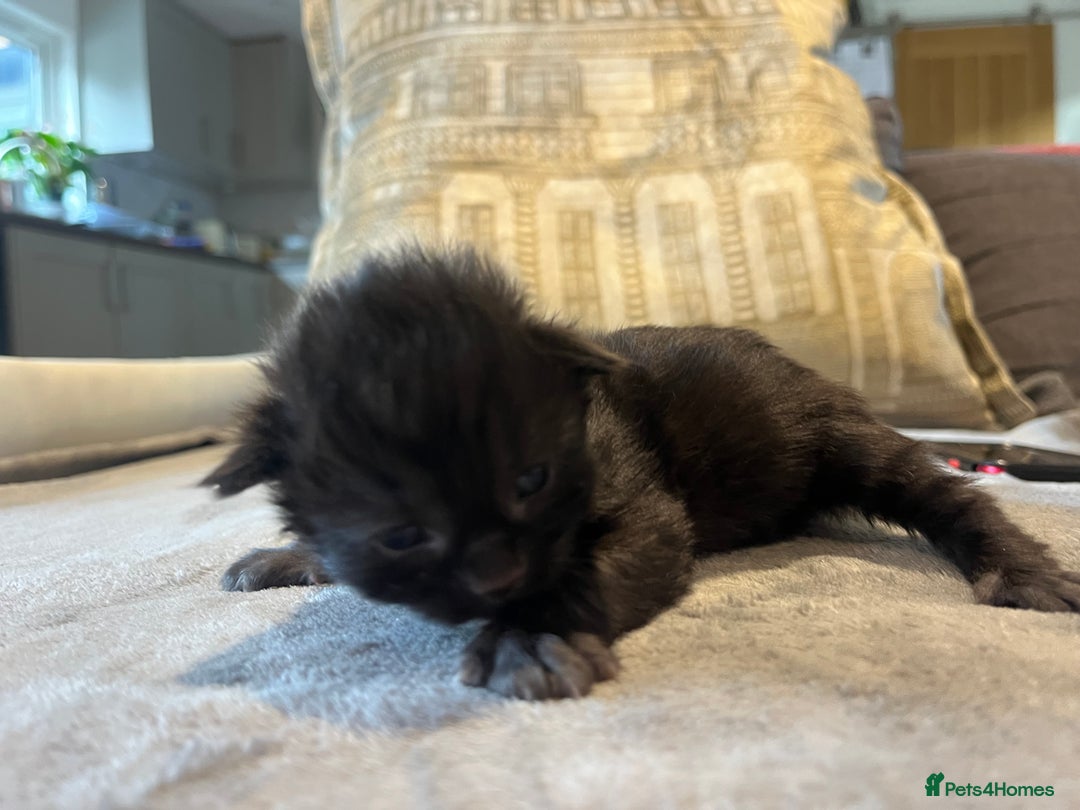 Mixed Breed cats for sale: Maine Coon Mix  - Advert 2