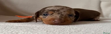 Dachshund 1