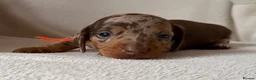 Dachshund dogs for sale: Dachshund puppies for sale - Advert 6
