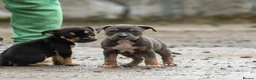 American Bully dogs for sale: Pocket cross standard bully’s  - Advert 6