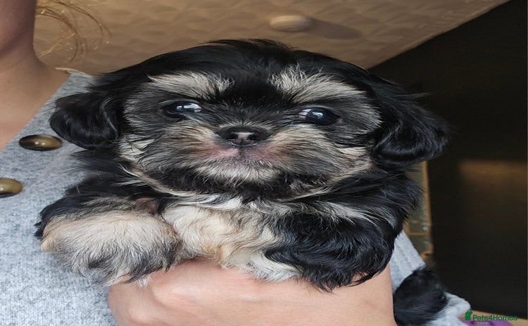 Shih Tzu dogs - Advert 1
