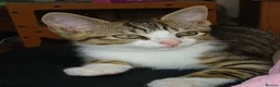 Mixed Breed cats for sale: 3 beautiful kittens - Advert 8
