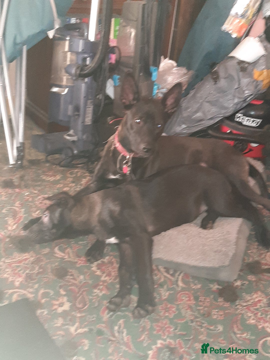 Mixed Breed dogs for sale: Gsd x Mali x Staffy - Advert 14