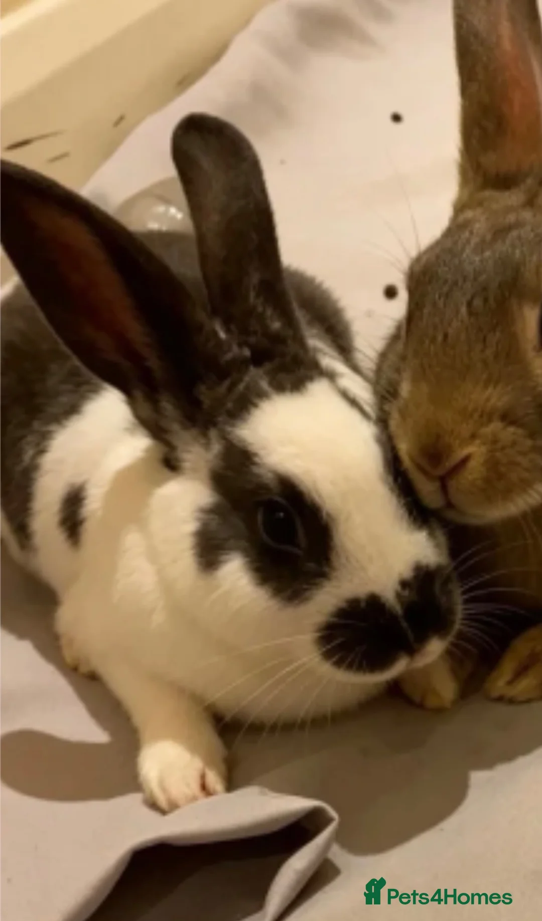 Netherland Dwarf rabbits for sale:  Netherlands dawf x Rex  - Advert 2