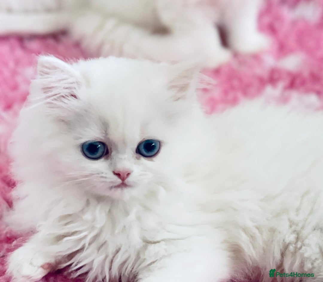 Persian cats for sale: Pure White Persian Girls BLUE EYES & full hearing - Image 12