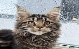 Maine Coon cats for sale: WE MAY SELL ACTIVE Top quality Maine coon kittens - Image 20