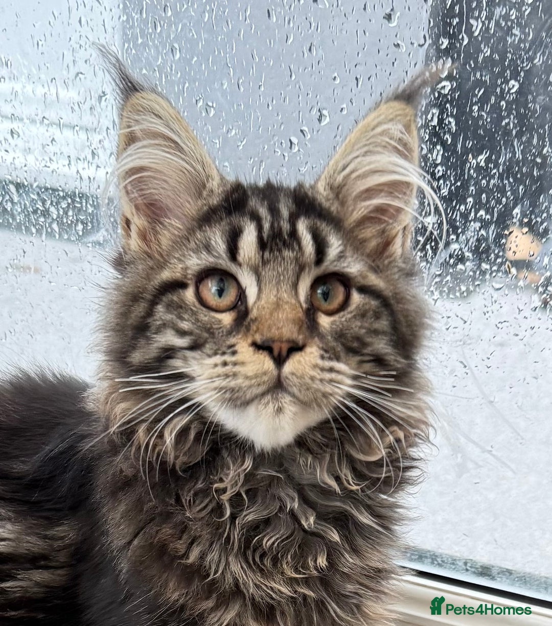 Maine Coon cats for sale: WE MAY SELL ACTIVE Top quality Maine coon kittens - Image 20