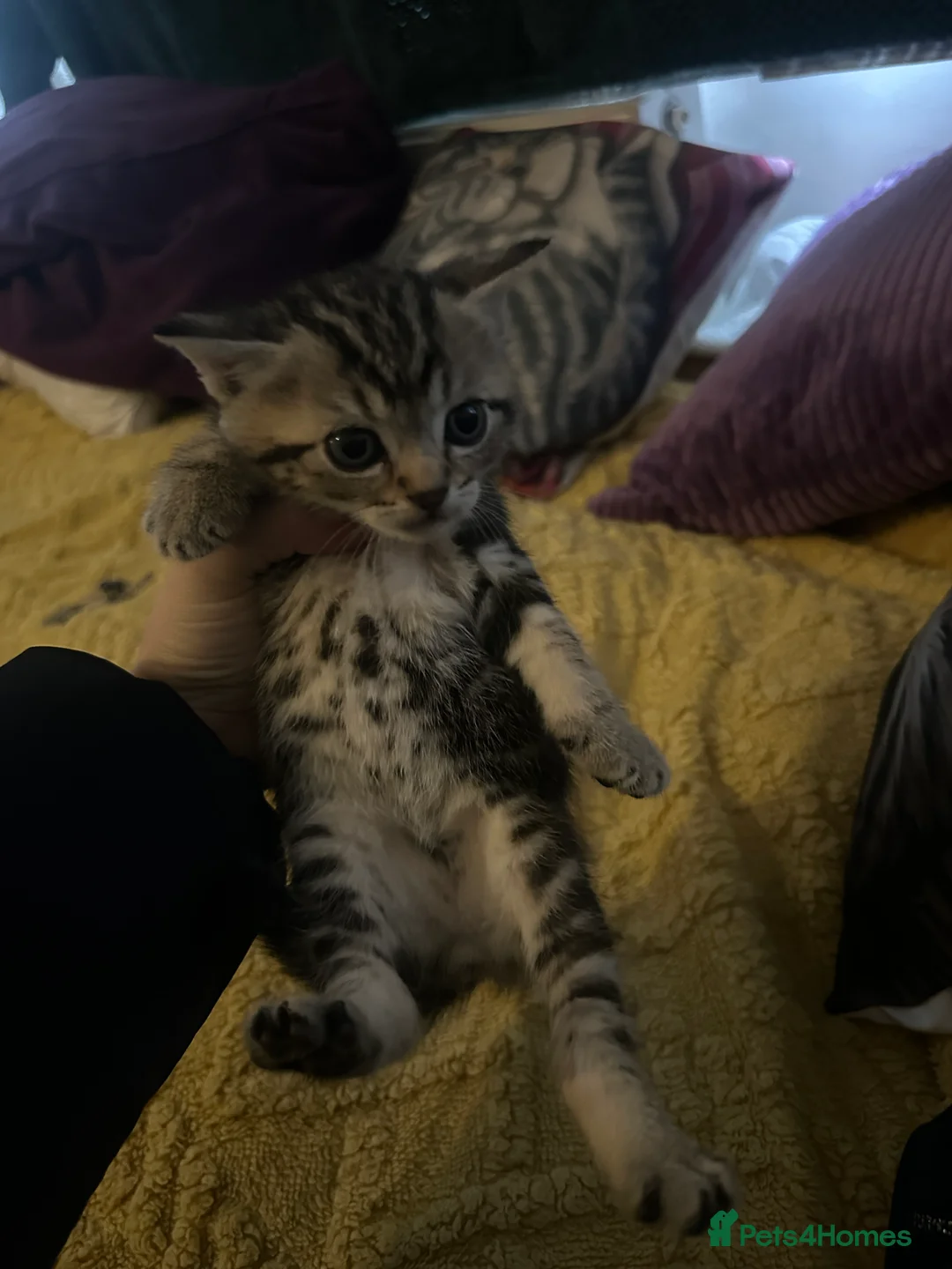 Toybob cats for sale: Tabby Cat - Advert 5