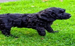 Cockapoo dogs for sale: Fantastic f1b toy cockapoo puppies  - Image 5