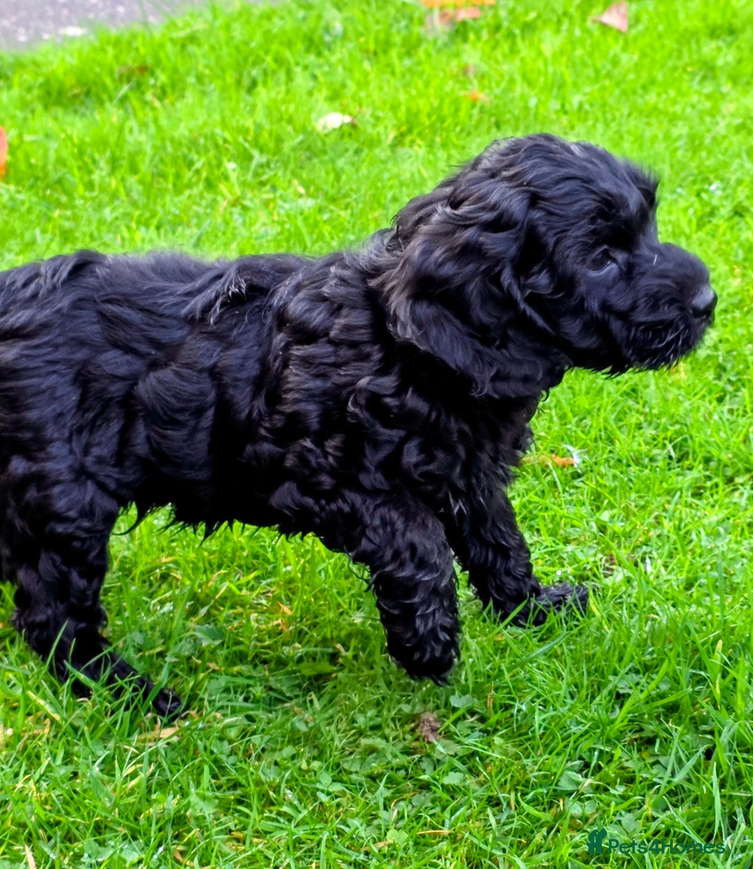 Cockapoo dogs for sale: Fantastic f1b toy cockapoo puppies  - Image 5