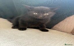 British Shorthair cats for sale: 4 kittens for sale - Image 17